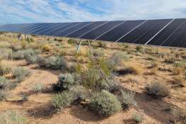 Solar farms can be havens for rare plants. Just ask the threecorner milkvetch.